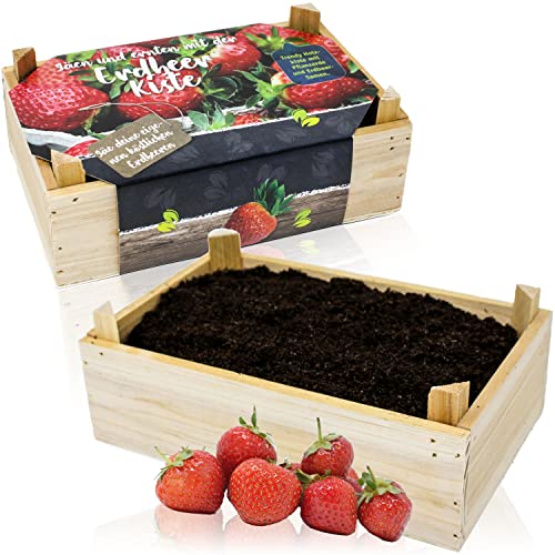 Selldorado Zimmergewächshaus mit Saatgut und Anzuchterde - Mini Gewächshaus für Tomaten und Erdbeeren - Anzuchtset/Anzuchtkasten für Kinder und Erwachsene